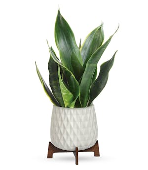 Modern Sansevieria Plant