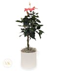 Tropical Hibiscus Blooming Plant