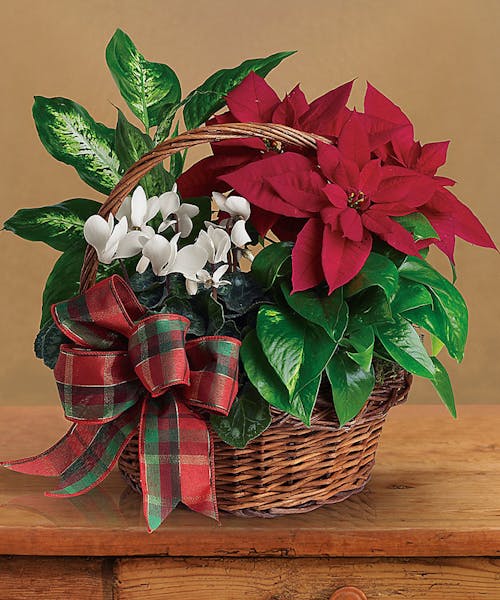 Colorado Christmas Living Garden Basket