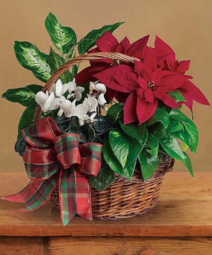 Christmas & Holiday Themed Flowering Baskets 