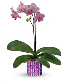 Lovely Orchid Plant 