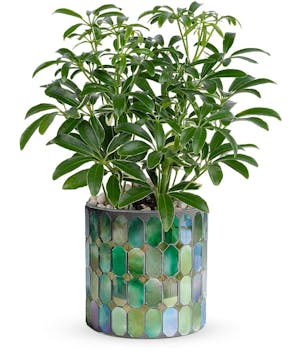 Modern 4" Schefflera Plant