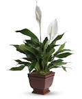 Lovely One Peace Lily Plant