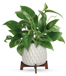 Charming Pothos Plant