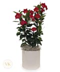 Trellis Mandevilla Plant