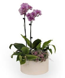 Orchid & Green Plant Dish Garden 