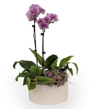 Orchid & Green Plant Dish Garden
