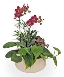 Orchid & Green Plant Dish Garden 