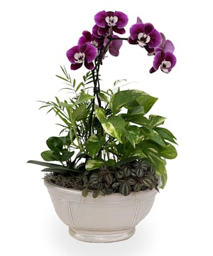 Orchid & Green Plant Dish Garden