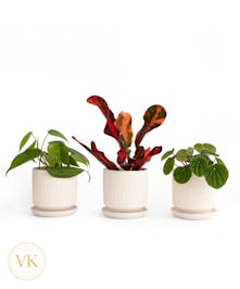 Trio of 3" Green Plants 