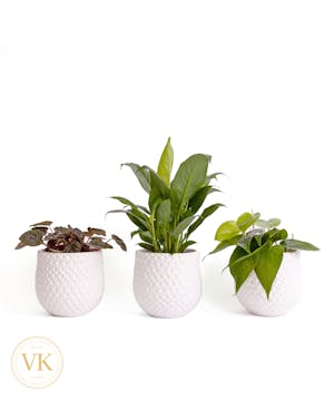 Trio of 4" Green Plants