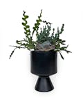 Modern Beauty Succulent Garden