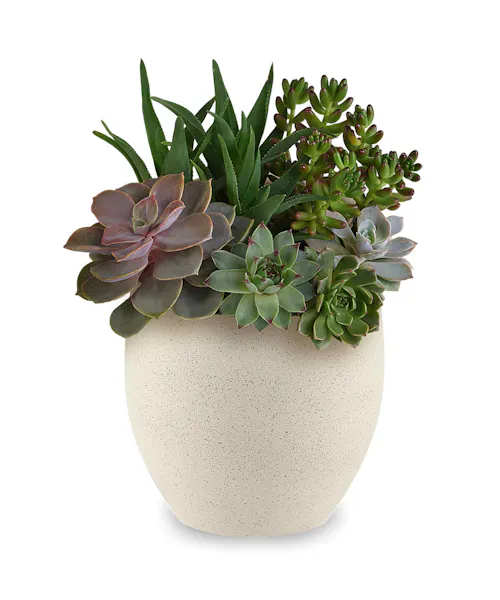 Modern Stone Succulent Garden