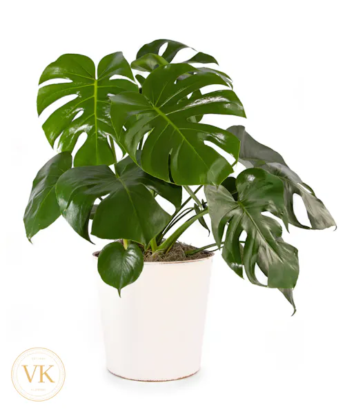 Swiss Cheese Plant: Monstero Deliciosa - Veldkamp's Flowers | Denver  Florist | Fresh Cut Flowers | Nationwide Same Day Flower Delivery
