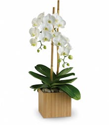 White Orchid Plant 