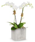 Orchid Artistry
