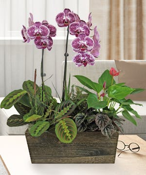 Premium Orchid Garden