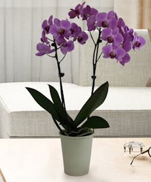A stunning lavender orchid plant 