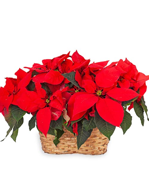 Poinsettias in a Peanut Basket