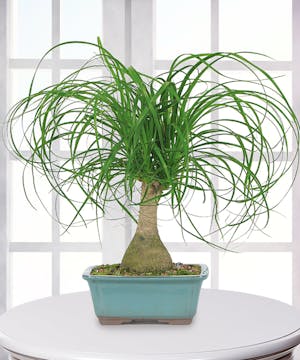 Ponytail Palm Plant