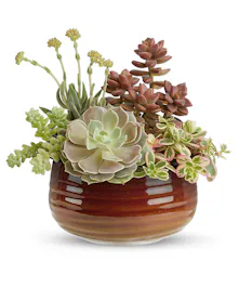 Rustic Succulent Garden