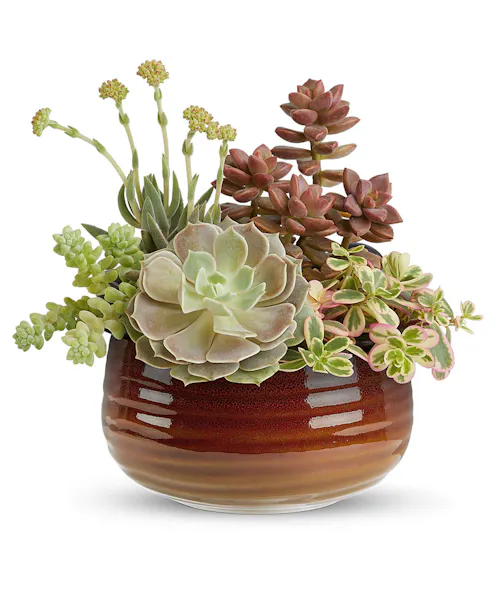 Rustic Succulent Garden