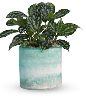 4" Aluminum (pilea cadierei) Plant