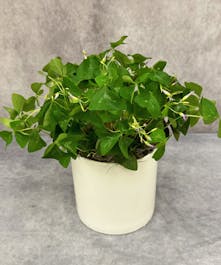 Shamrock Plant - 6" 