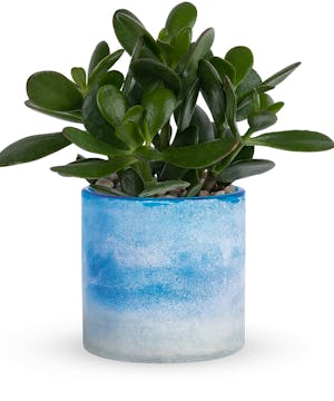4" Jade Plant in Decorative Container