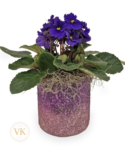Sparkling Violet Plant