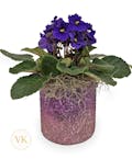 Sparkling Violet Plant