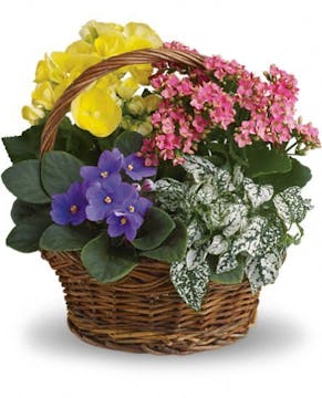 Assorted Blooming Spring Planter