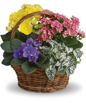 Assorted Blooming Spring Planter