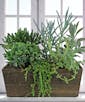 Six Succulents in Wooden Planter