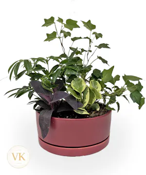 Lovely Green Plant Dish Garden