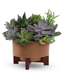 Fall Succulent Garden 