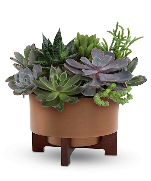 Harvest Succulent Garden