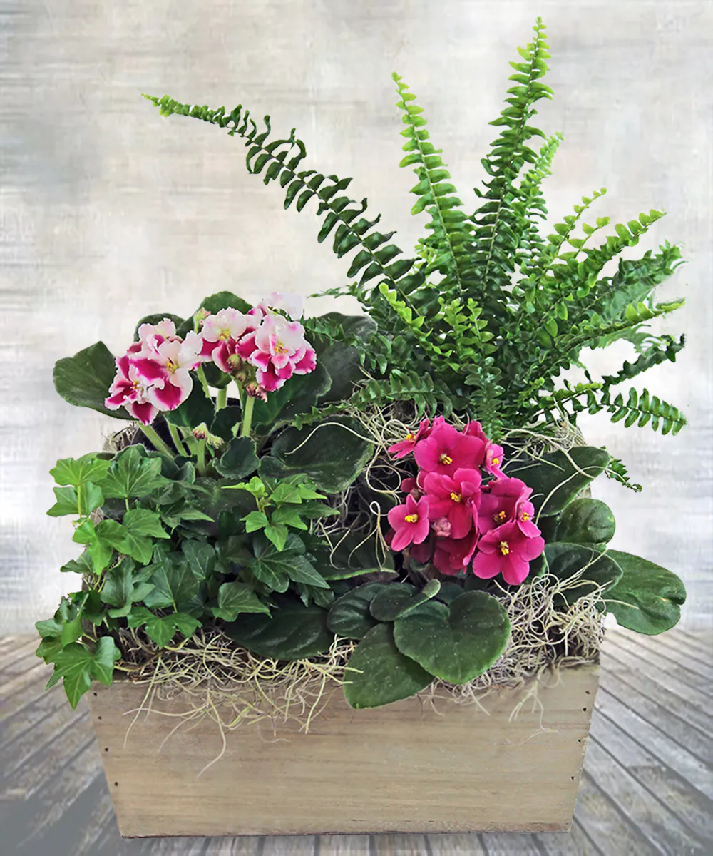 African Violet Garden - Veldkamp's Flowers | Denver Florist