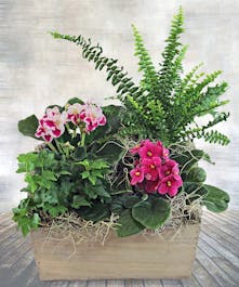 African Violet Garden