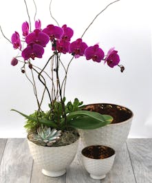 Elegant Orchid Garden 