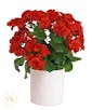 Radiant Red Begonia Plant  - 6