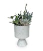 Contemporary Succulent Garden Large