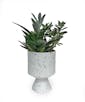 Contemporary Succulent Garden Small