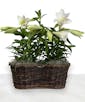 Easter Lilies in a Peanut Basket