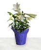 Easter Lily in Decorative Wrap