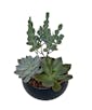 Mile High Succulent Garden Small