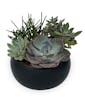 Mile High Succulent Garden Large