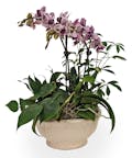 Mini Orchid Garden Standard