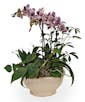 Mini Orchid Garden Standard