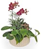 Mini Orchid Garden Deluxe